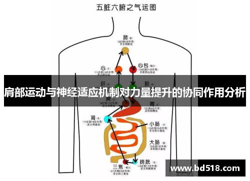 肩部运动与神经适应机制对力量提升的协同作用分析